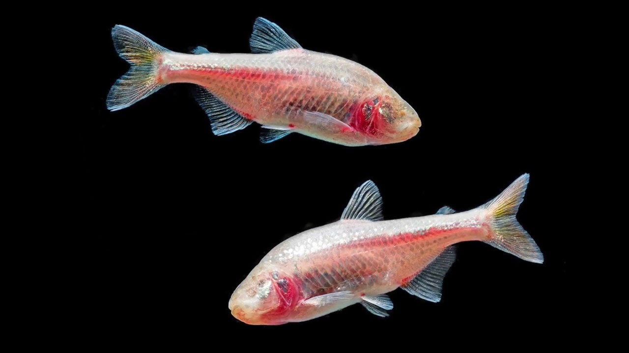 Meksika'ya özgü balık nerede bulunur? - Kapak Görseli